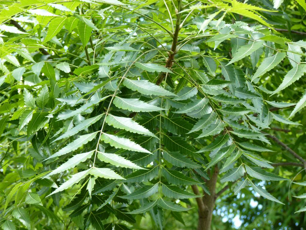 Mango Leaves